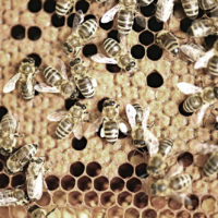 abeilles abeilles